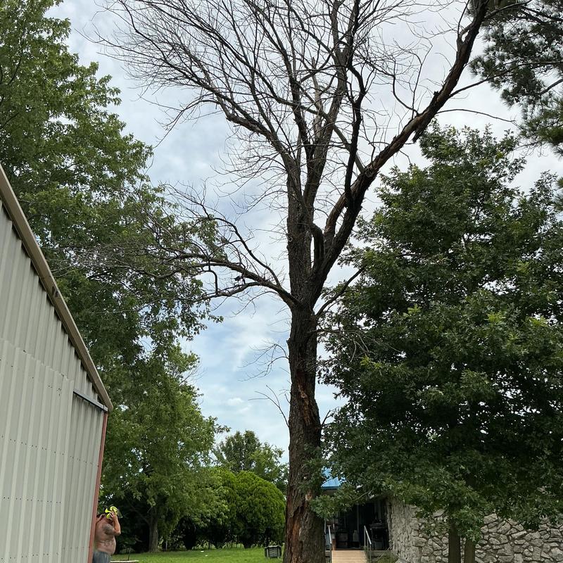 Dead tree near barn removal in Oologah, OK Dead tree near barn removal in Oologah, OK