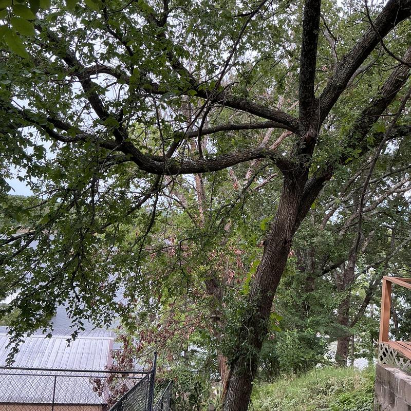 Dead tree above fence and building near lake Dead tree above fence and building near lake