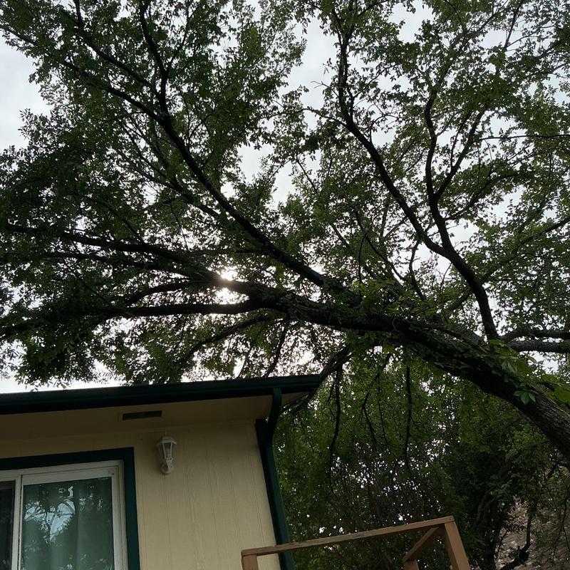 Hazardous tree overhanging house roof and gutter Hazardous tree overhanging house roof and gutter