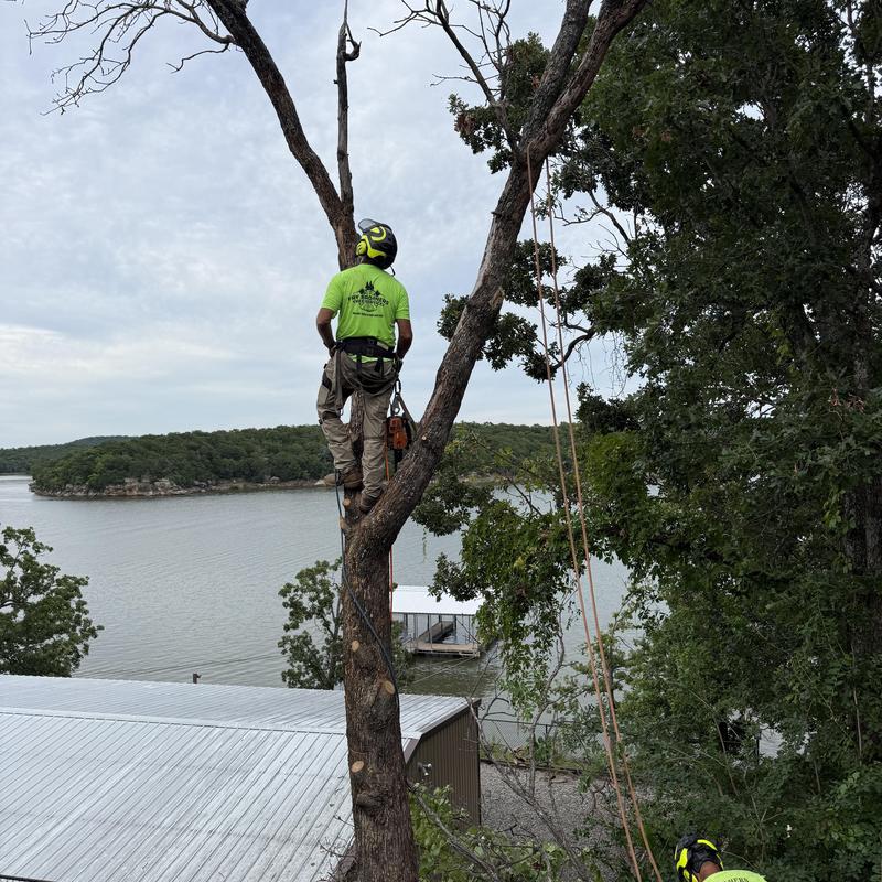Dead tree removal using climbing gear near lakefront Dead tree removal using climbing gear near lakefront