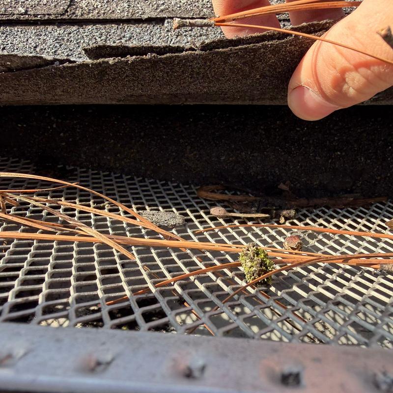 Roof shingle edge lifted for hail damage inspection