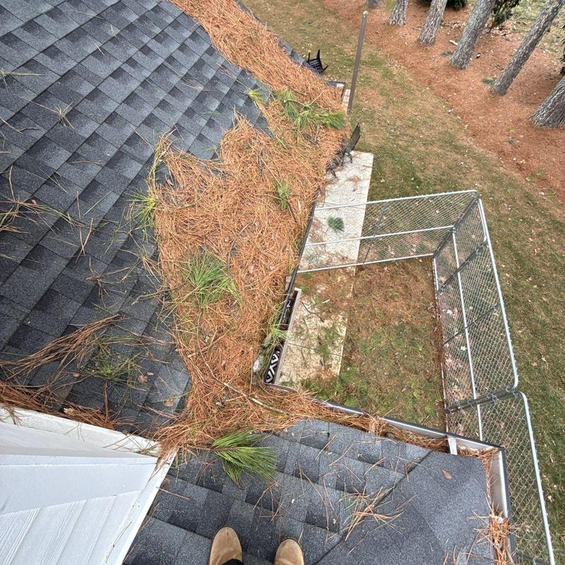 Roof gutter clogged with pine needles and debris