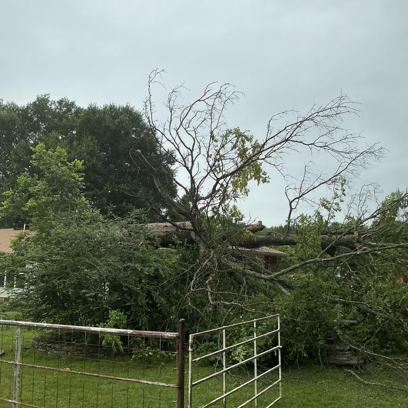 Storm-damaged tree blocking residential fence and yard Storm-damaged tree blocking residential fence and yard