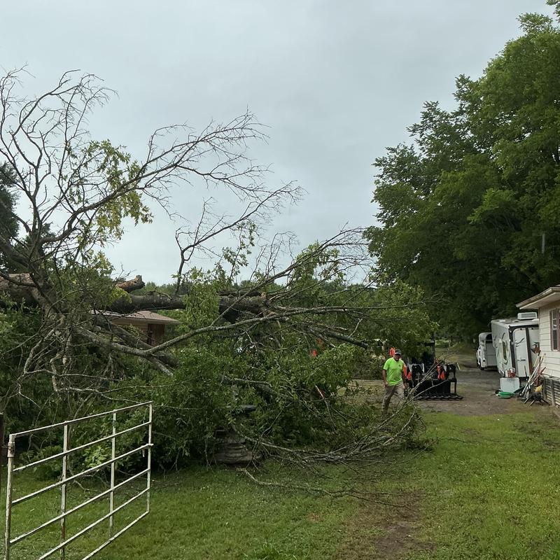 Storm-damaged tree blocking driveway near house Storm-damaged tree blocking driveway near house