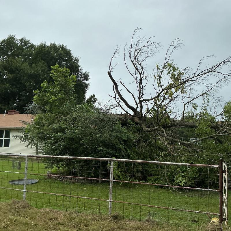 Storm-damaged tree uprooted near residential fence Storm-damaged tree uprooted near residential fence