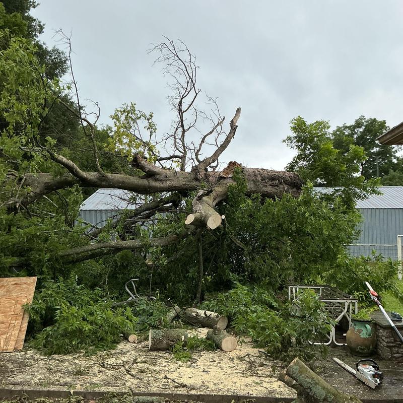 Storm-damaged tree removal with chainsaws and rigging Storm-damaged tree removal with chainsaws and rigging