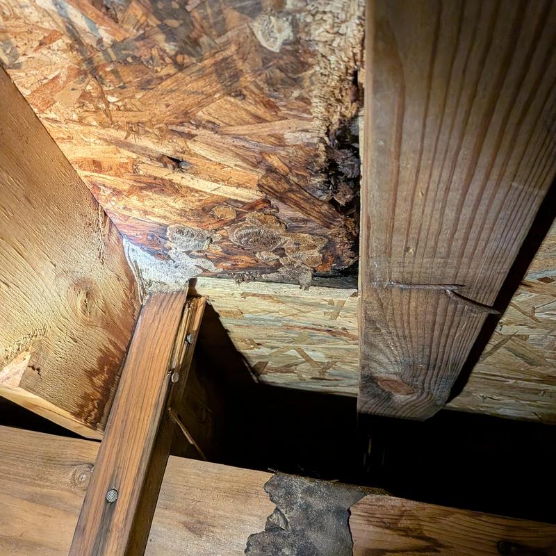 Chimney base wood rot and damage in attic framing