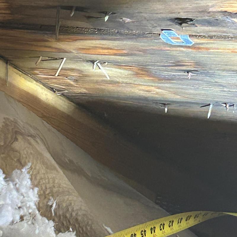 Attic wood damage and moisture inspection with tape measure Attic wood damage and moisture inspection with tape measure