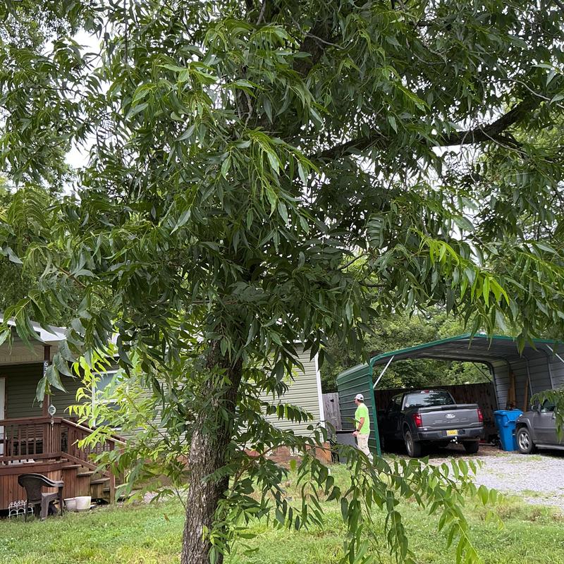 Tree with dense green foliage near residential driveway Tree with dense green foliage near residential driveway