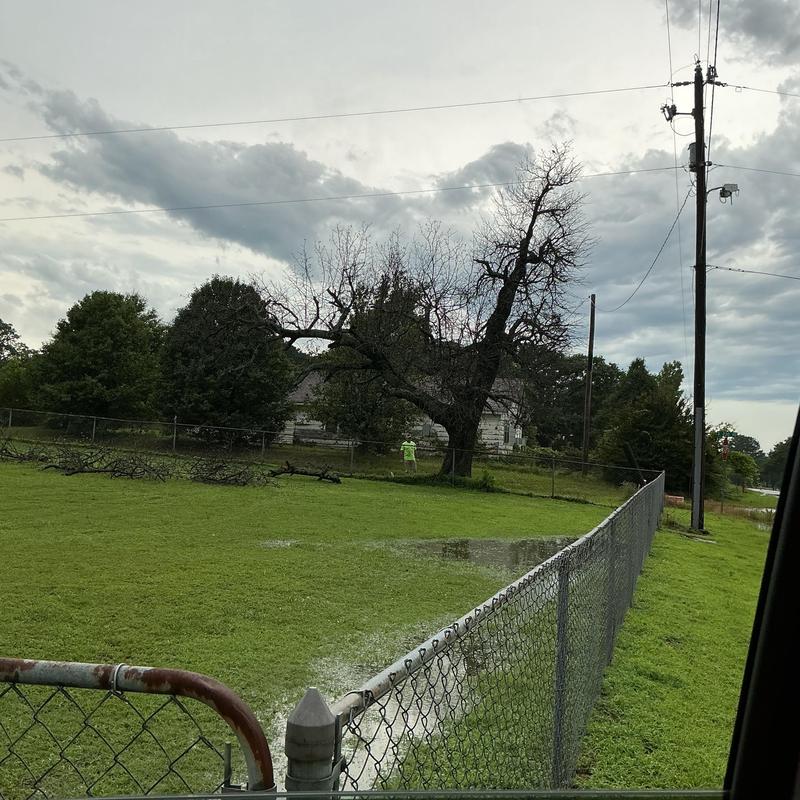 Dead tree near power lines over fence removal site Dead tree near power lines over fence removal site