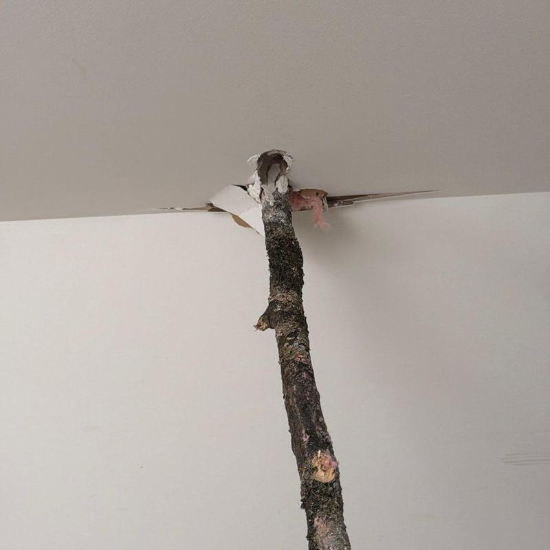 Drywall ceiling with large branch hole damage