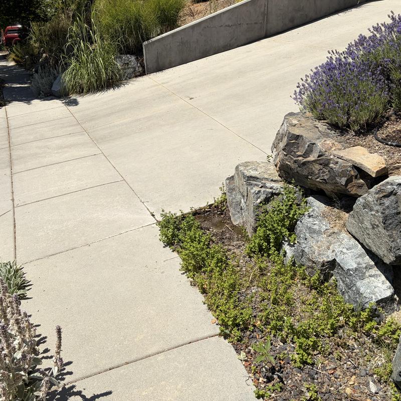 Hillside groundwater seepage near concrete sidewalk