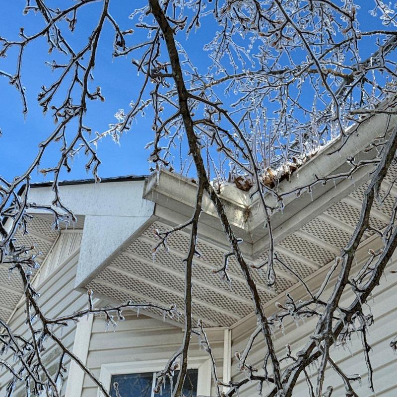 Roof gutters with ice-covered tree branches above