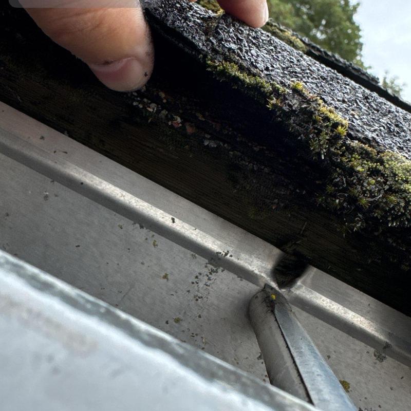 Roof shingles with moss growth inspection in Seattle