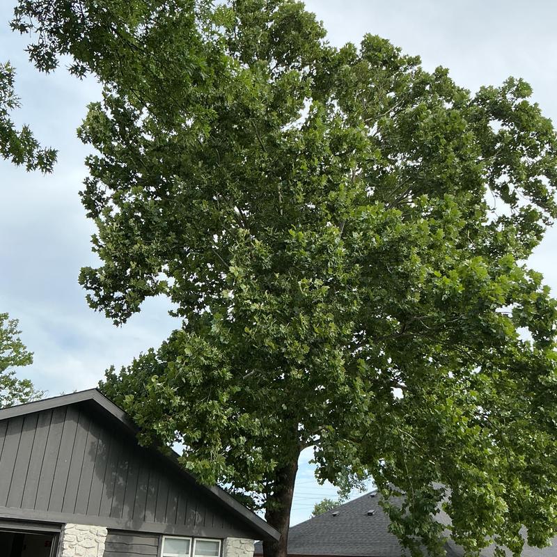 70-foot sycamore tree between homes in Tulsa, OK 70-foot sycamore tree between homes in Tulsa, OK