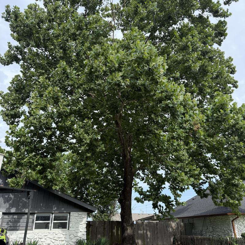 Sycamore tree between houses over fence Sycamore tree between houses over fence