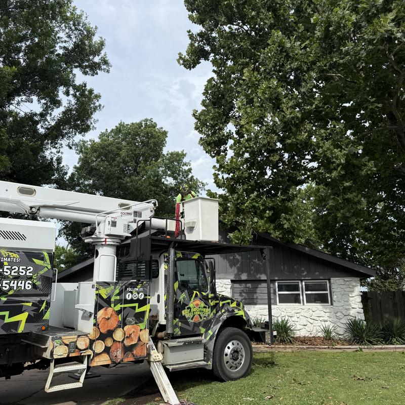 Sycamore tree removal using bucket truck in Tulsa Sycamore tree removal using bucket truck in Tulsa