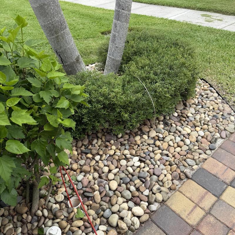 Main sewer line cleanout with cable snake in yard