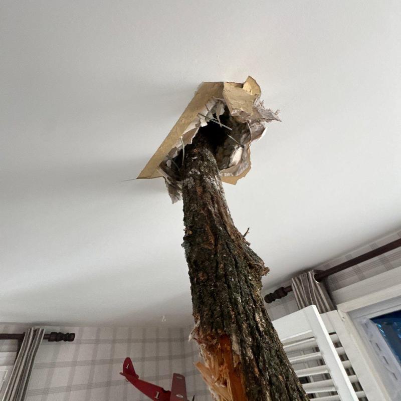 Ceiling drywall with large tree limb penetration