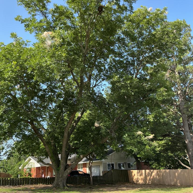 Pecan tree overhanging power lines and fence Pecan tree overhanging power lines and fence
