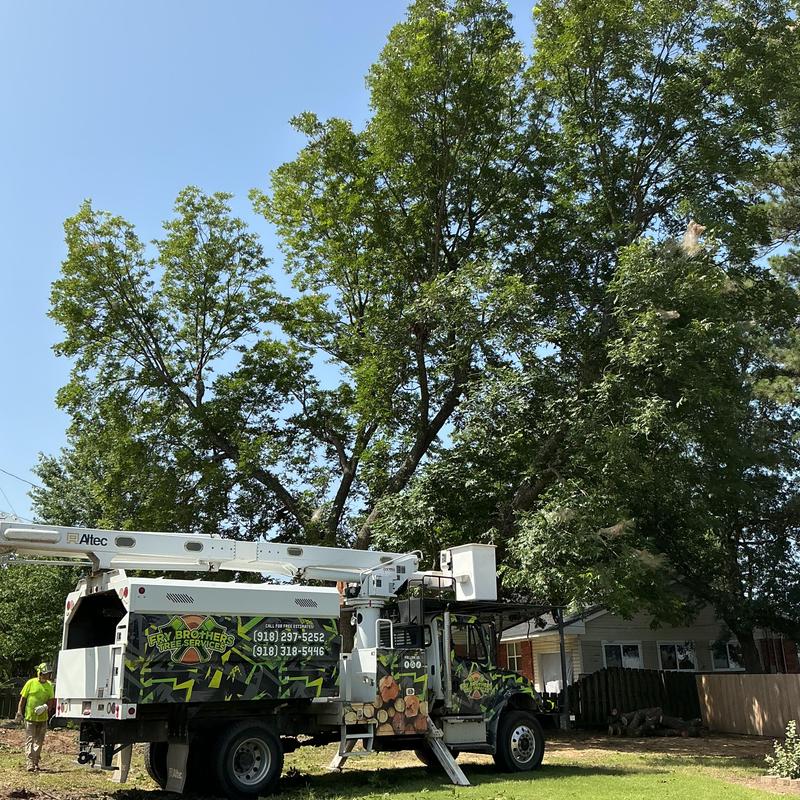 Pecan tree removal near power lines with bucket truck Pecan tree removal near power lines with bucket truck