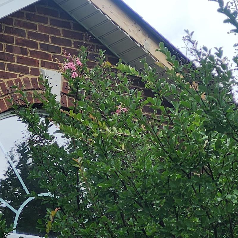 Fascia metal on brick house exterior with foliage Fascia metal on brick house exterior with foliage