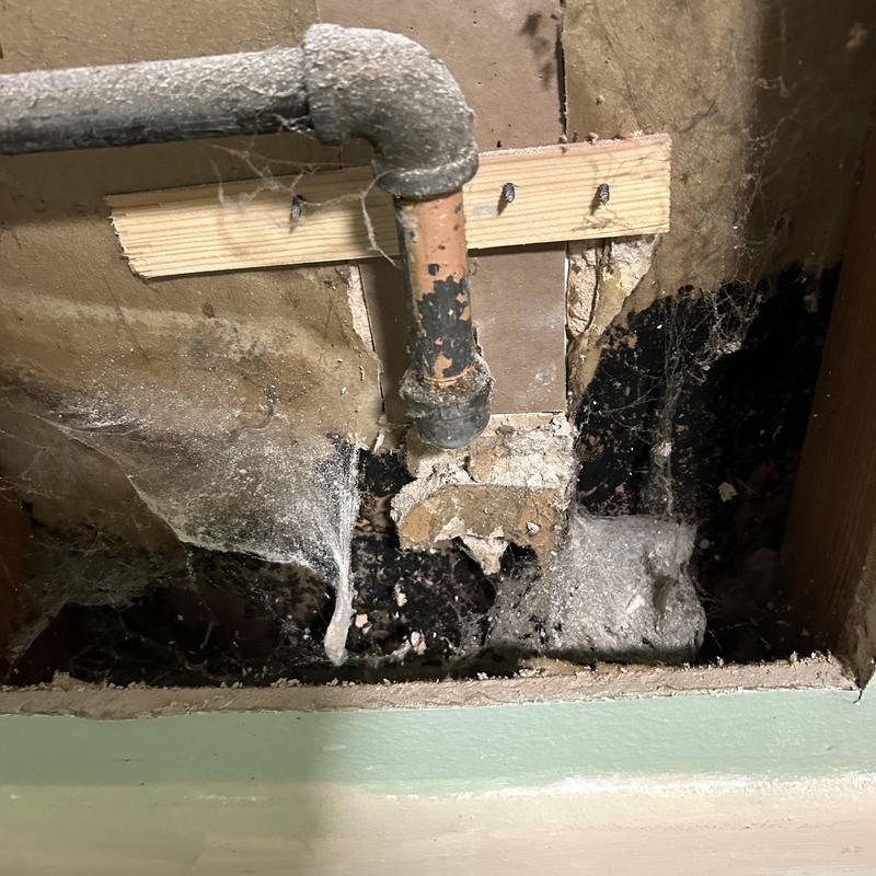Copper pipe leak with mold and water damage in basement