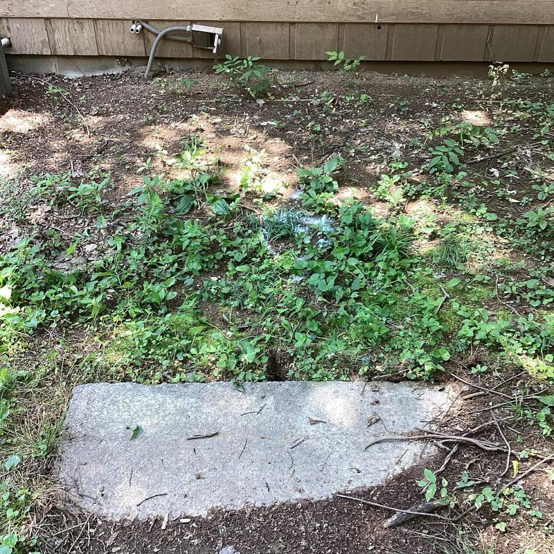 Sewer line access slab in overgrown yard near house wall Sewer line access slab in overgrown yard near house wall