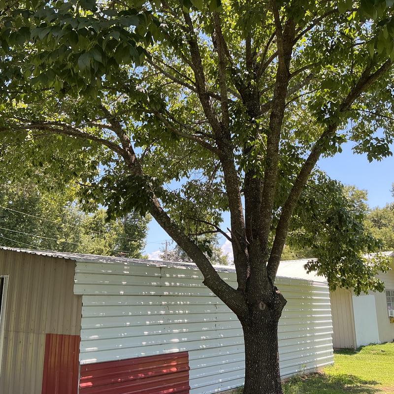 Tree canopy raising over metal building and lawn area Tree canopy raising over metal building and lawn area
