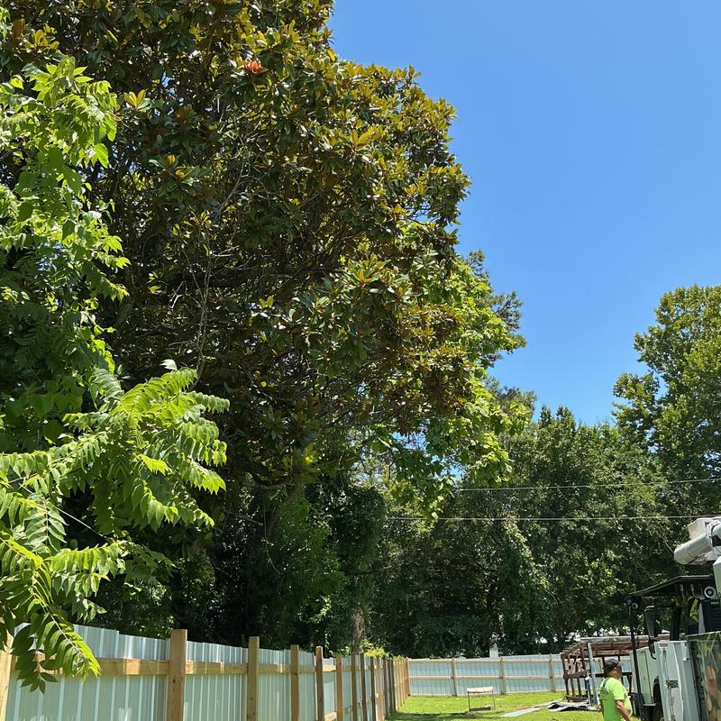 Tree canopy raising over fence with bucket truck Tree canopy raising over fence with bucket truck