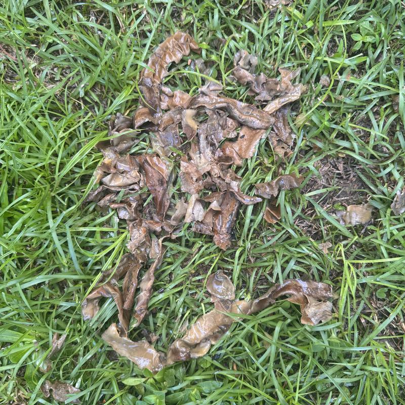 Thermostat debris and cleared heat pump drain line