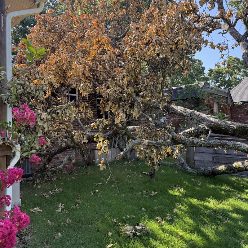 Storm-damaged tree fallen on home exterior Storm-damaged tree fallen on home exterior