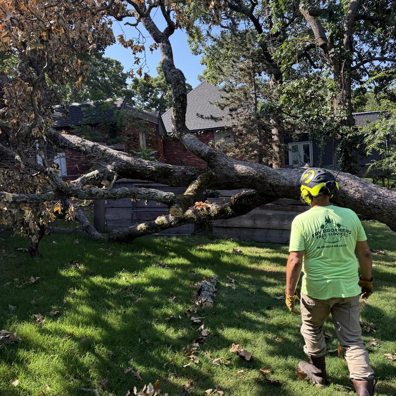 Storm-damaged tree over backyard fence removal Storm-damaged tree over backyard fence removal