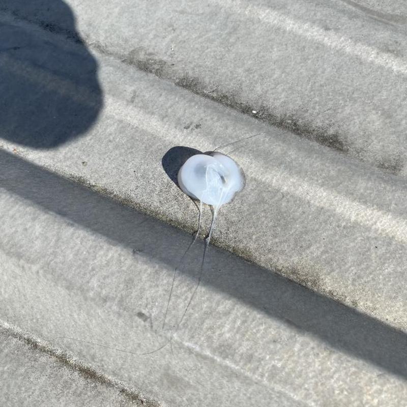 Neoprene washer with caulk on metal roof panel