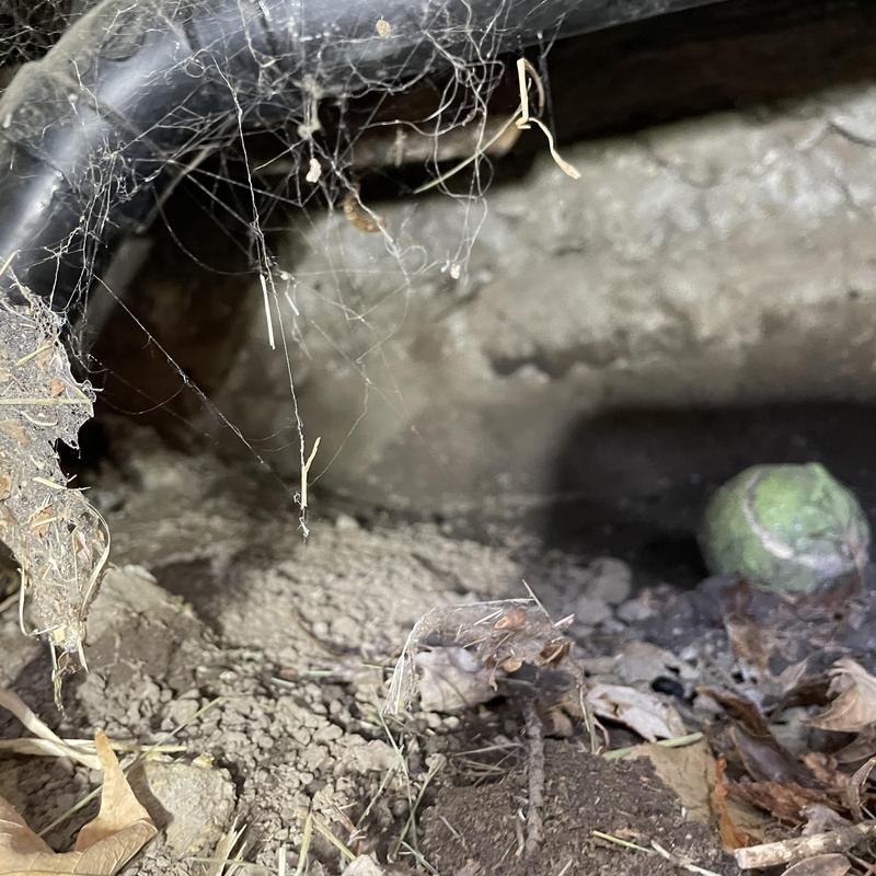 Drain line root ball blockage inside pipe cavity Drain line root ball blockage inside pipe cavity