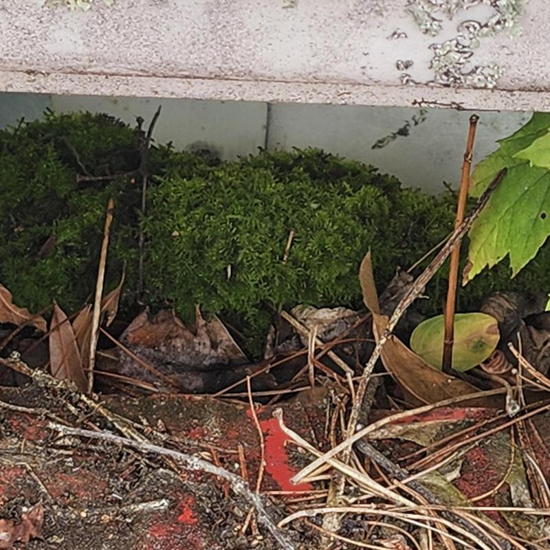 Metal roof edge with moss and debris buildup