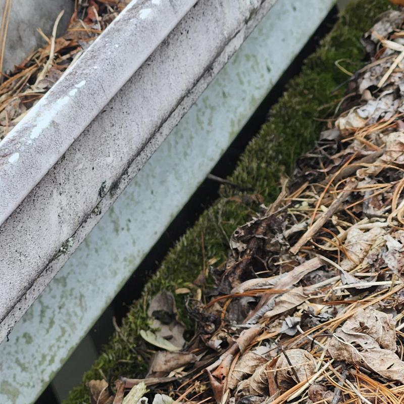Gutter clogged with leaves and moss buildup