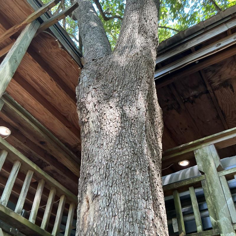 Tree trunk growing through wooden deck structure Tree trunk growing through wooden deck structure