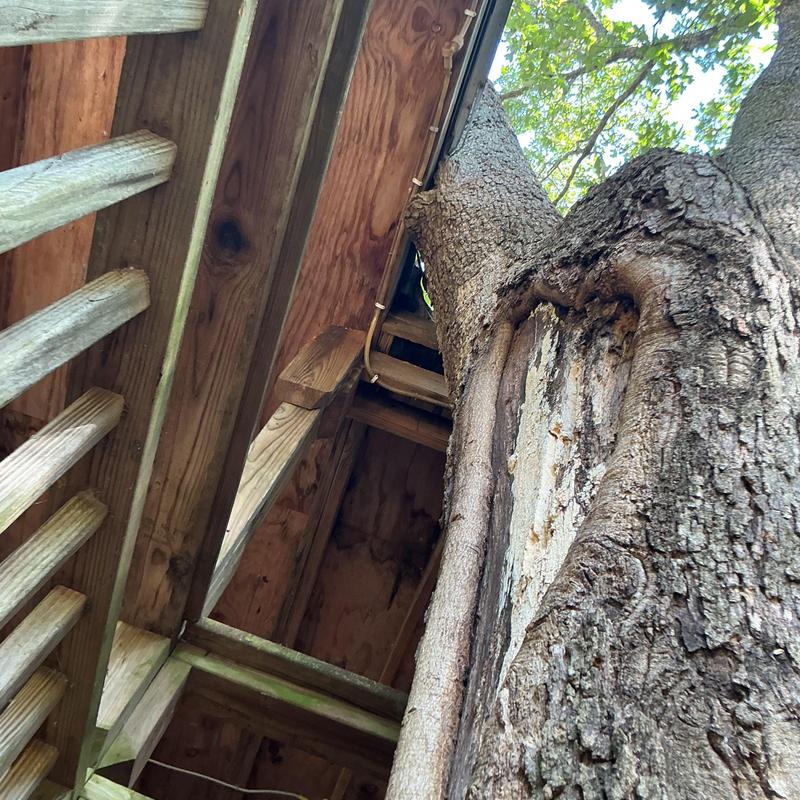 Tree trunk growing into house roof structure close-up Tree trunk growing into house roof structure close-up