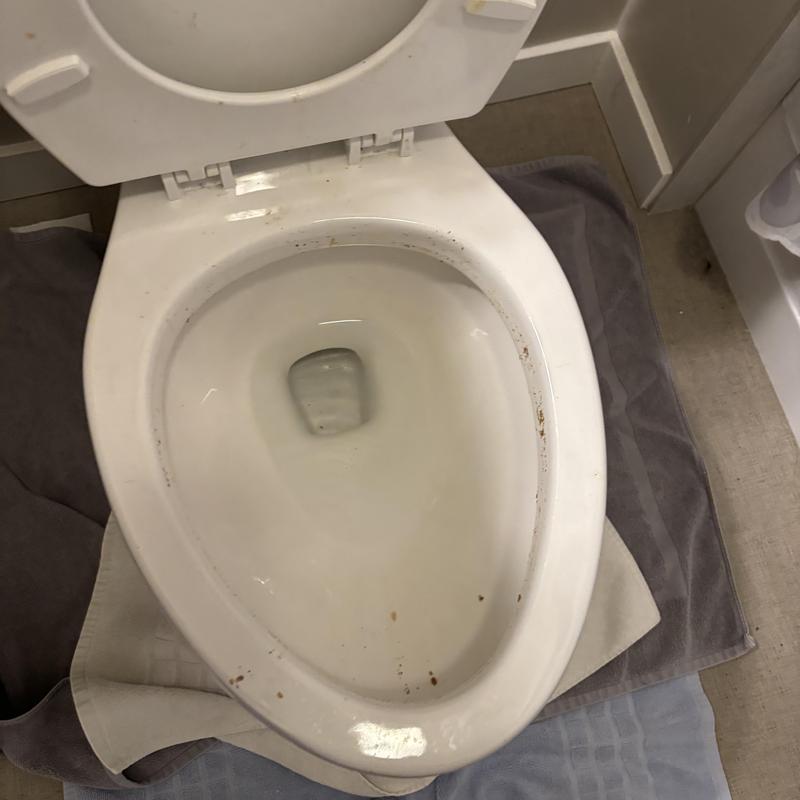 Toilet bowl clog removal in guest bathroom Toilet bowl clog removal in guest bathroom