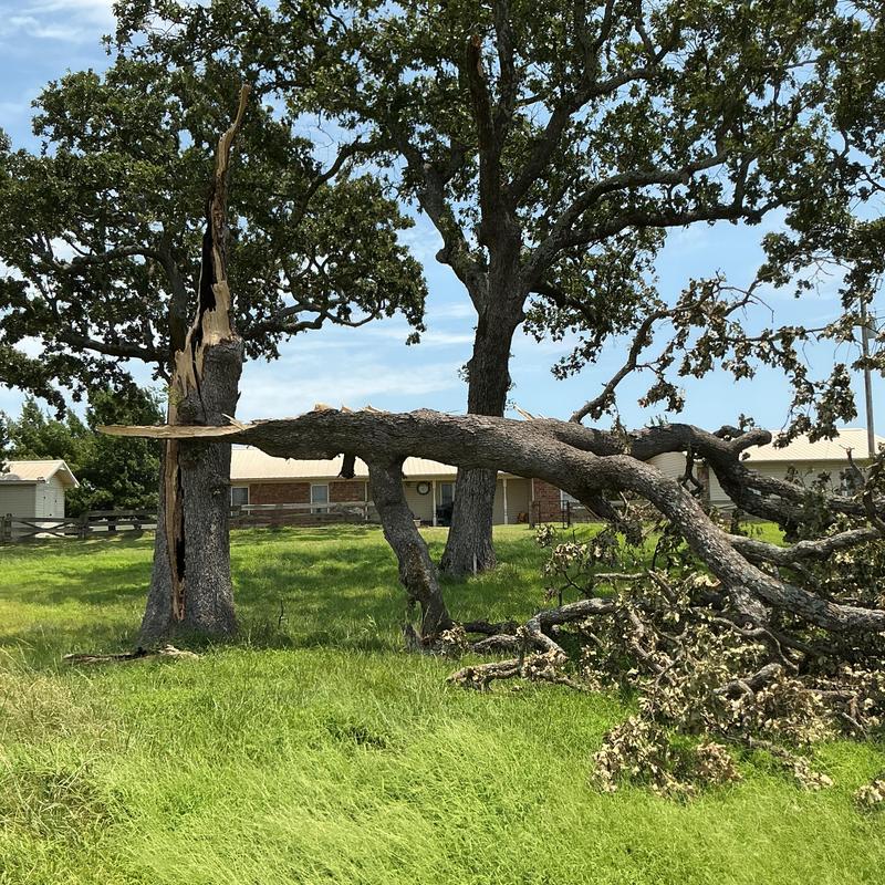 Storm-damaged oak tree split and fallen limb Storm-damaged oak tree split and fallen limb