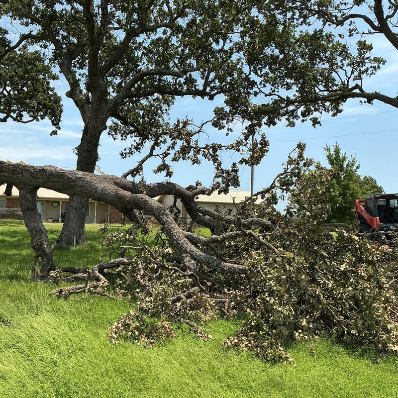 Storm-damaged tree removal with skid steer in yard Storm-damaged tree removal with skid steer in yard