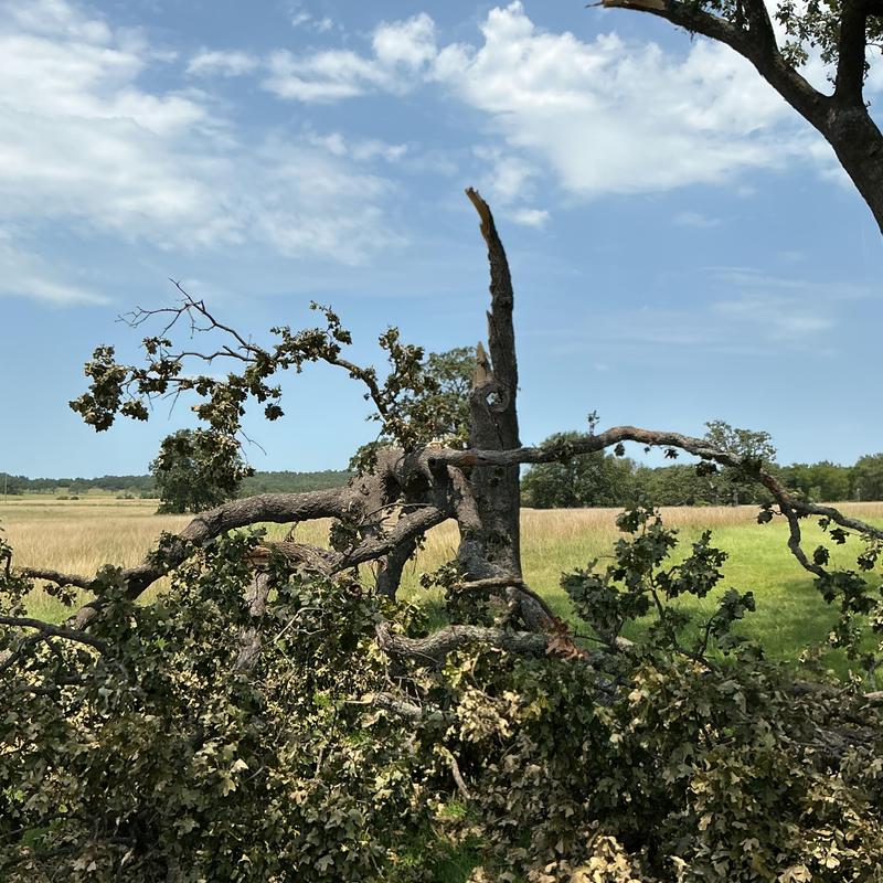 Storm-damaged oak tree with broken large branches Storm-damaged oak tree with broken large branches