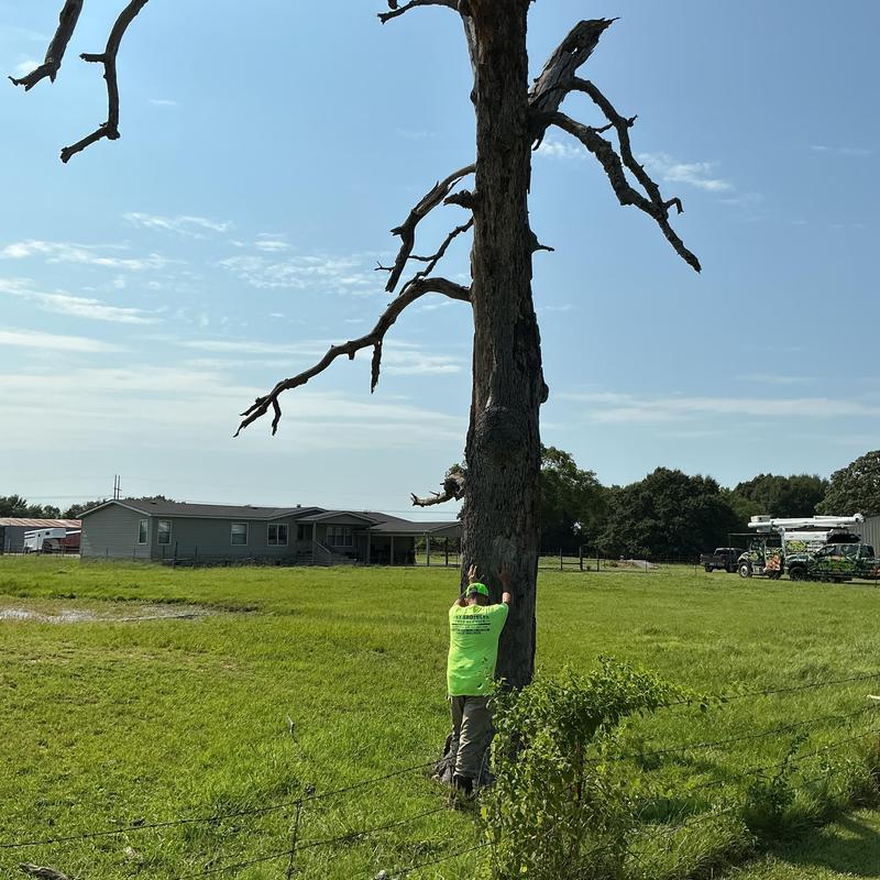 Dead oak tree removal with safety crew and equipment Dead oak tree removal with safety crew and equipment