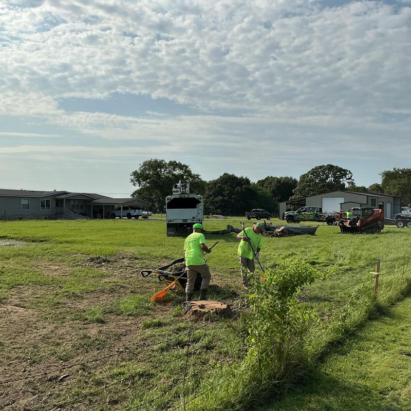 Dead oak tree removal with bucket truck and skid steer Dead oak tree removal with bucket truck and skid steer