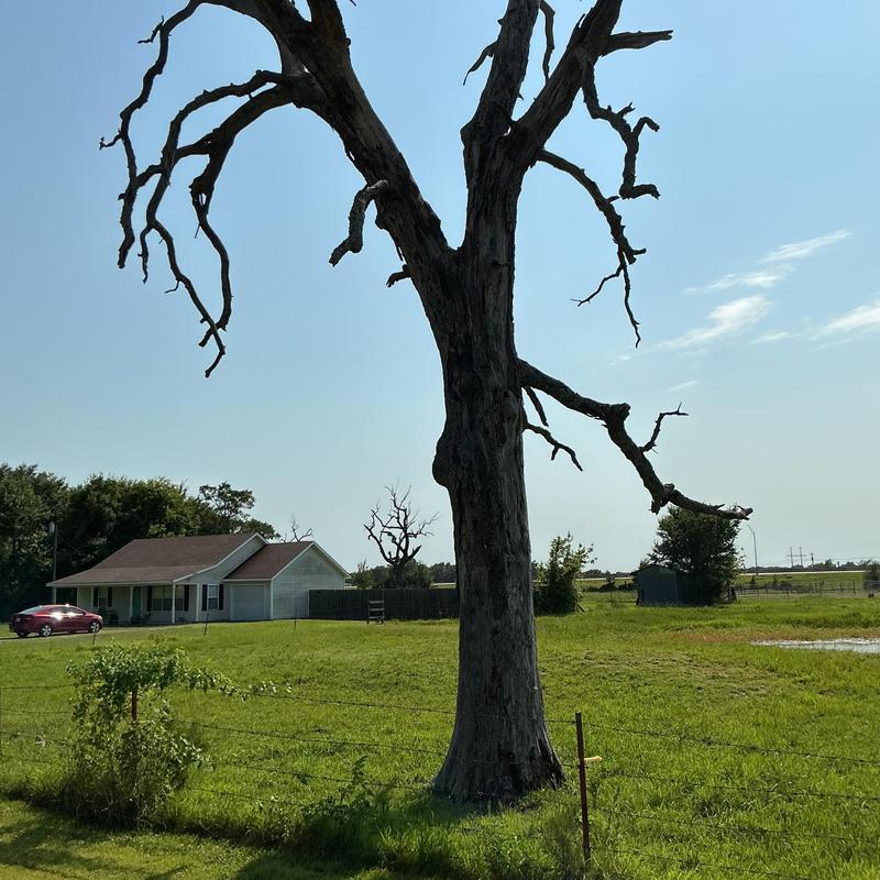 Dead oak tree in residential yard, hazard removal site Dead oak tree in residential yard, hazard removal site