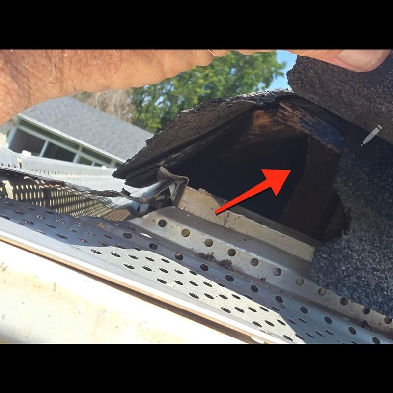 Ridge shingle damage with squirrel entry hole