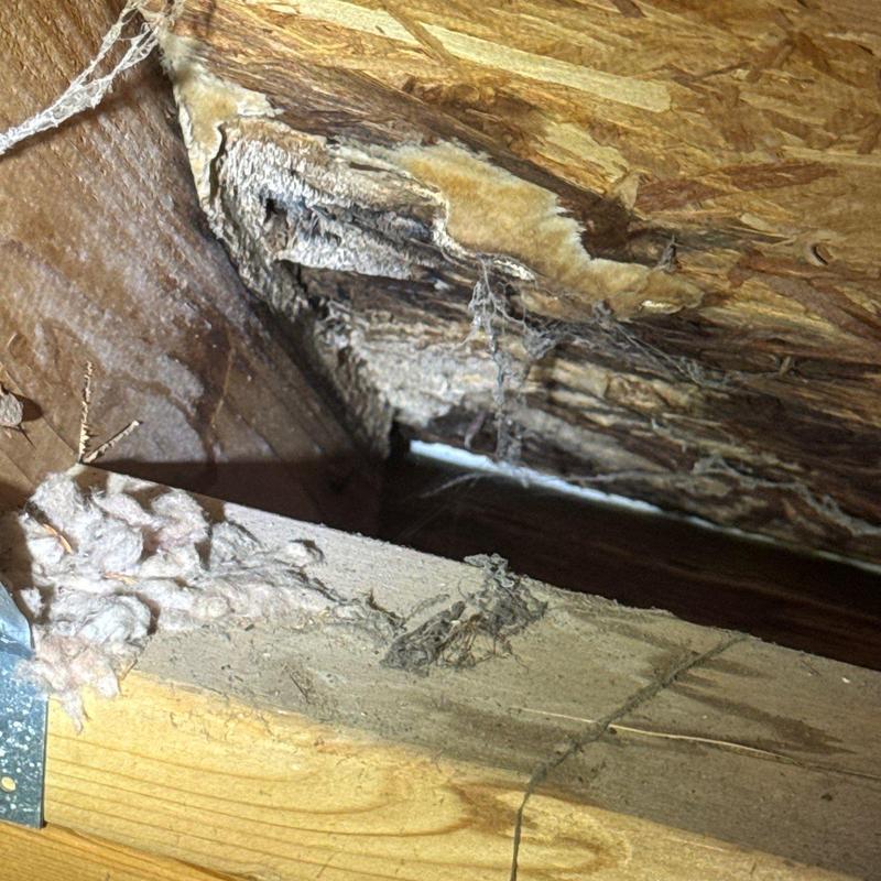Roof sheathing with mold and wood damage in attic space