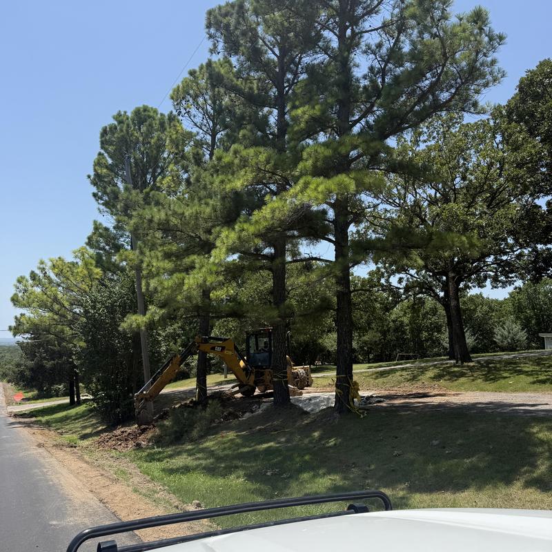 Pine tree removal near power lines with excavator Pine tree removal near power lines with excavator