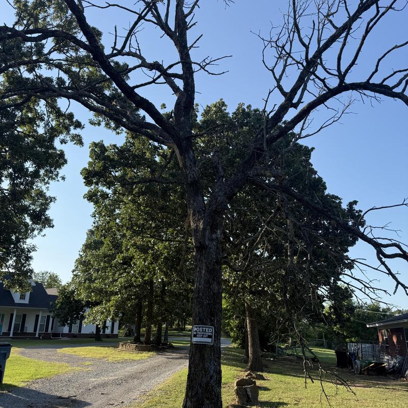 Dead tree in residential yard with posted sign Dead tree in residential yard with posted sign